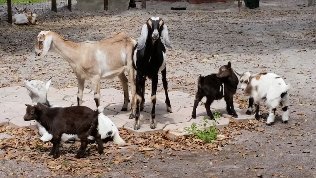 Petting Zoo, HarvestMoon Fun Farm