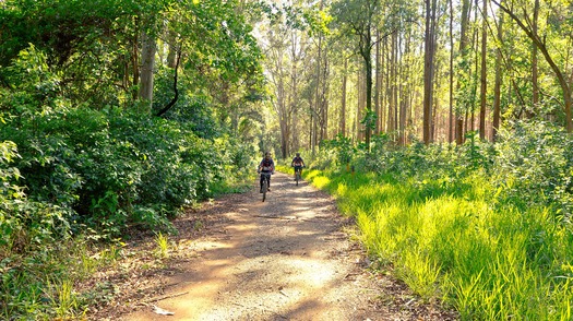 Biking Forest Stock