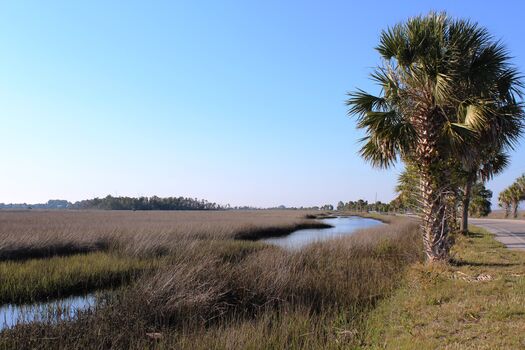 Coastal Saltmarsh, Pine Island Drive, Weeki Wachee