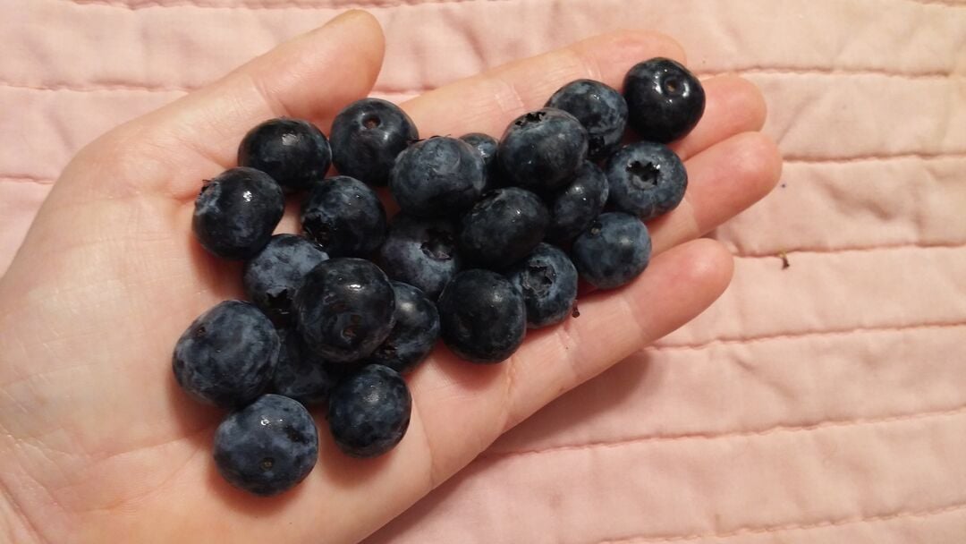 Just picked - blueberries