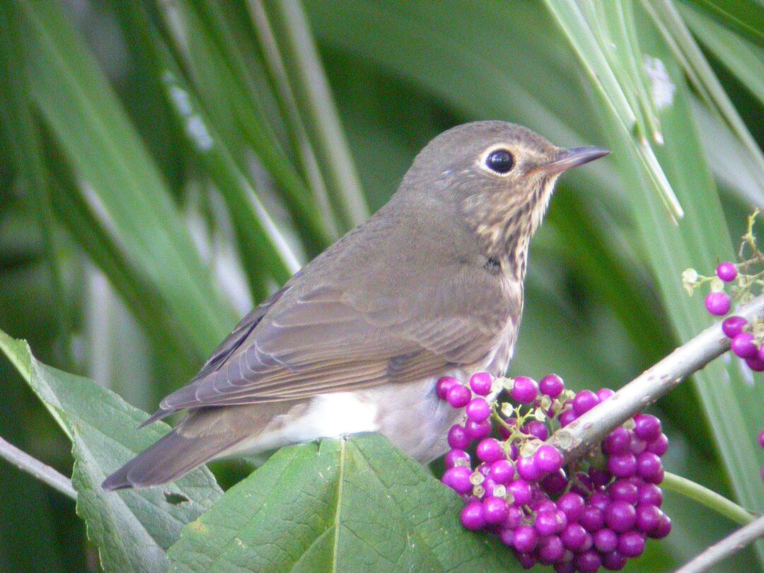 Swainson's Thrush
