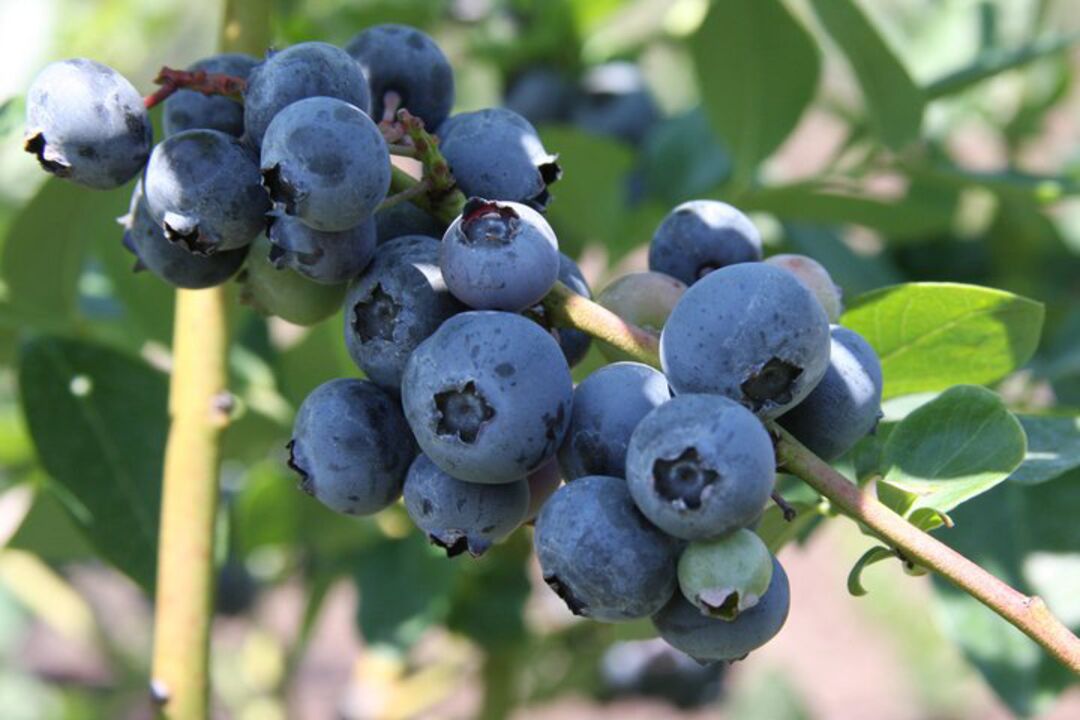 Blueberries on Florida's Adventure Coast