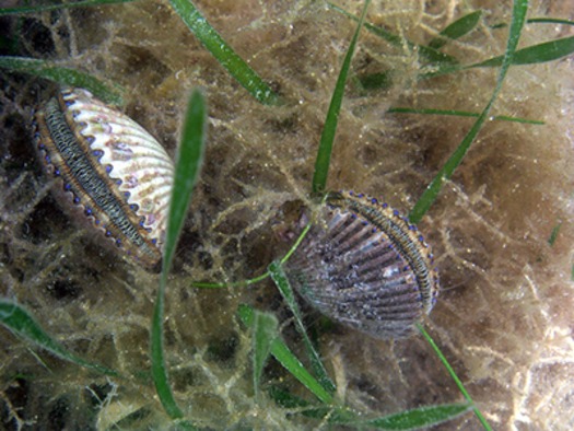 Scallops in grass thumb