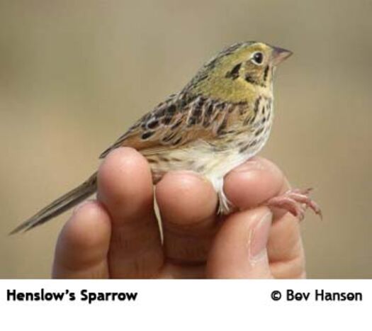 HenslowsSparrow-360x270