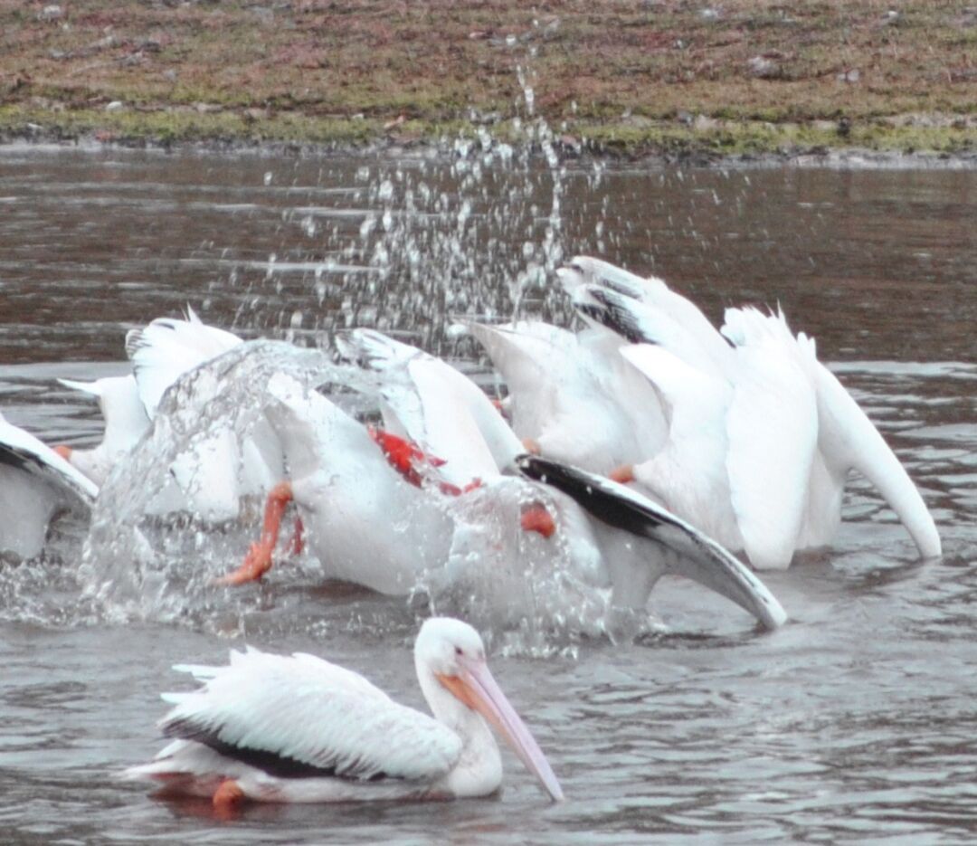 Kicking up water for breakfast (2)