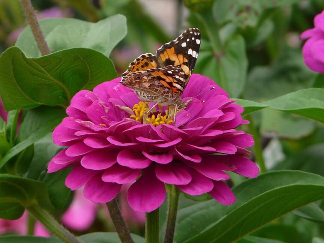 zinnia
