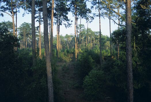 Chin morning forest