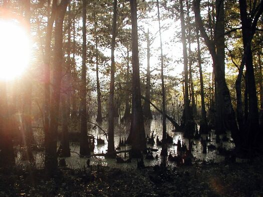 Sunrise at Cypress Lakes