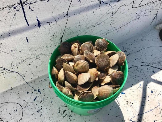 scallops bucket