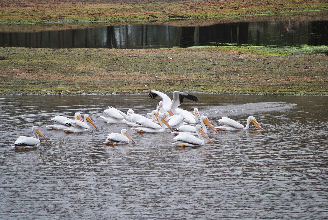 Pelicans 1