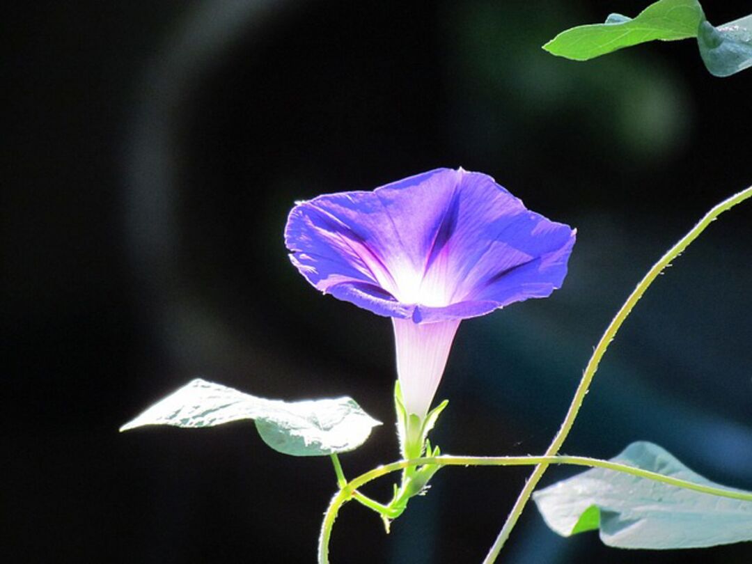 morning glory