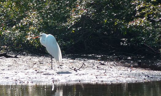 White egret on WW River