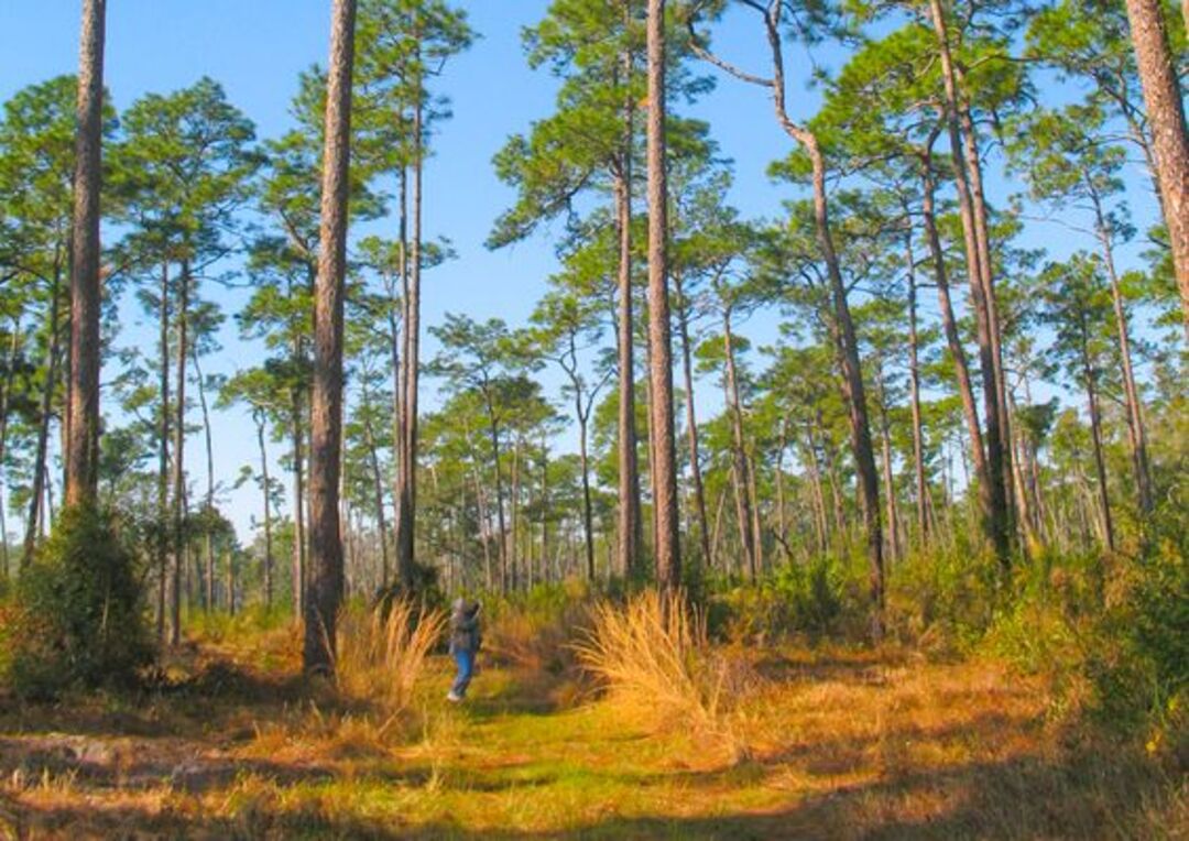 Big Pine Tract - photo by Florida Hikes