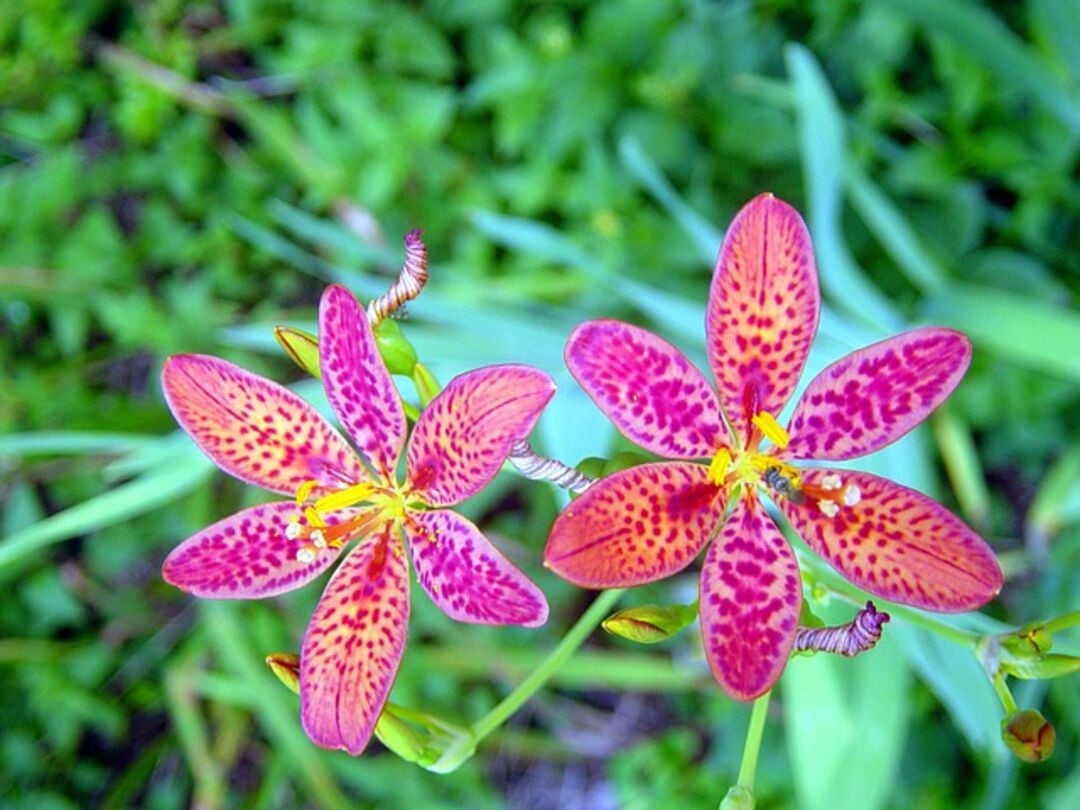 blackberry lily