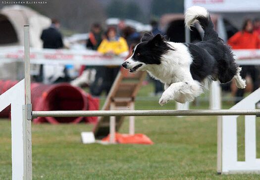 Dog Show