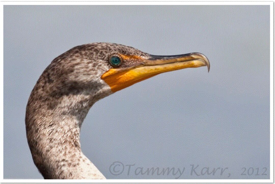 Cormorant from web