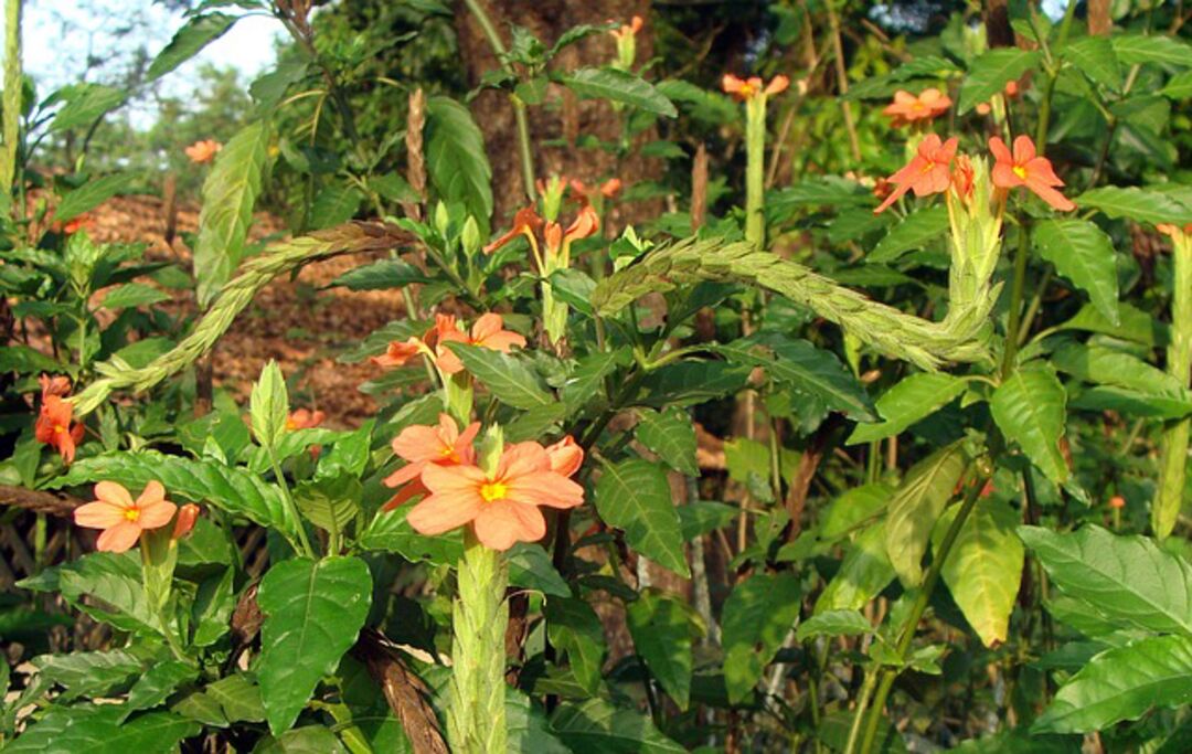 crossandra