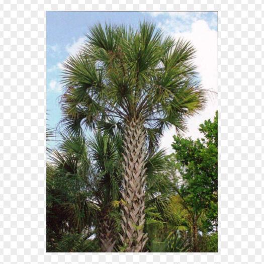 sabal-palm-trees