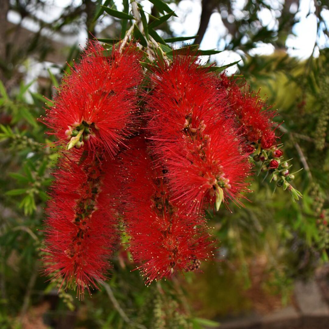 bottlebrush