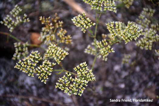 Cypress Preserve Flowers S Friend