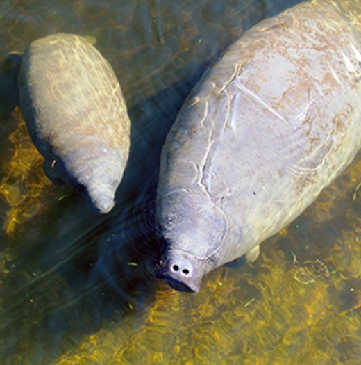 Mom-Baby-Manatee-sm