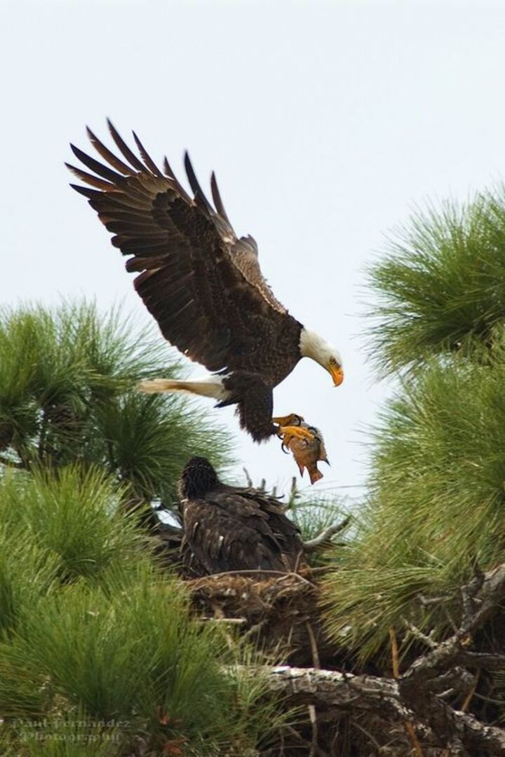 Eagle Nest