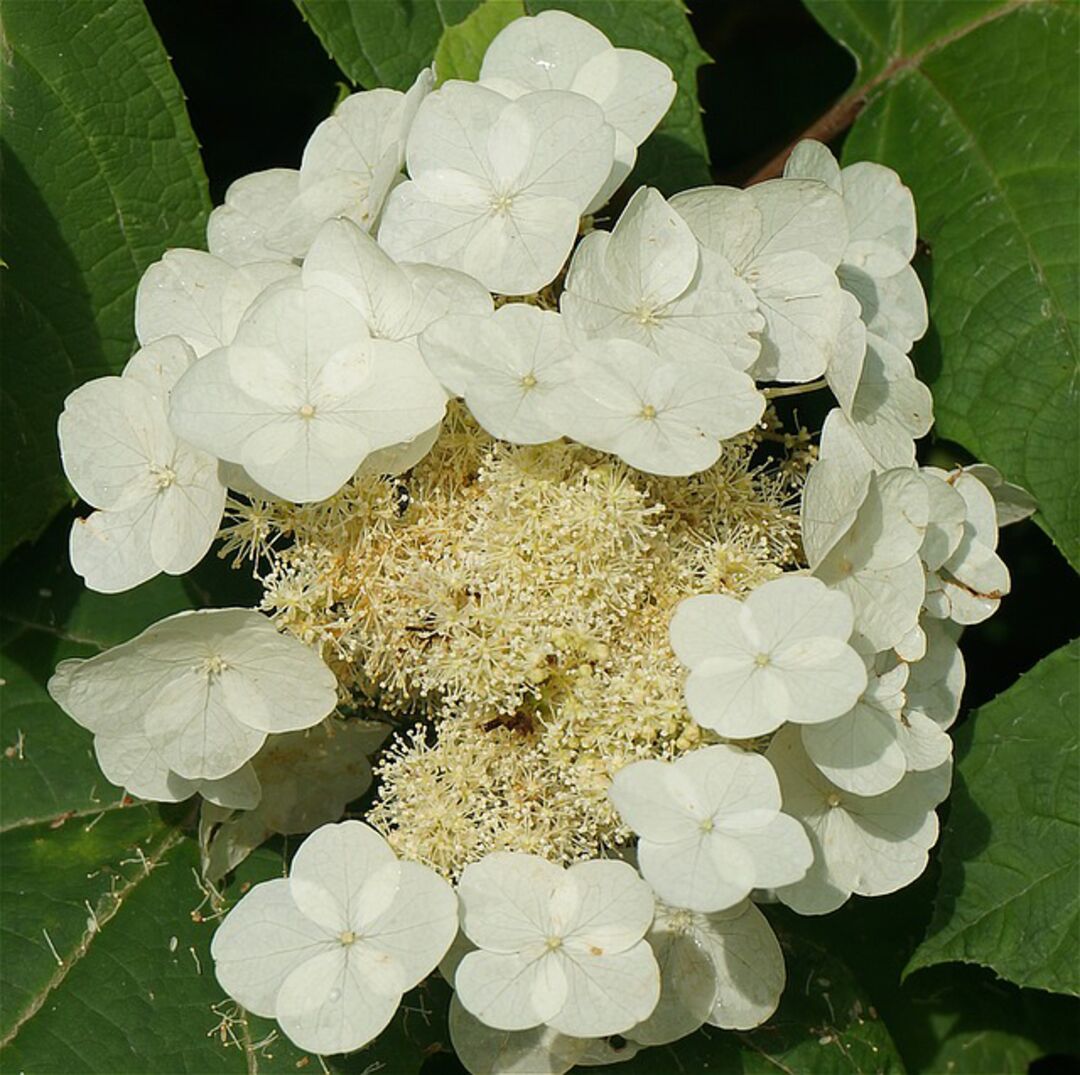 oak-leaf-hydrangea-1431666_640