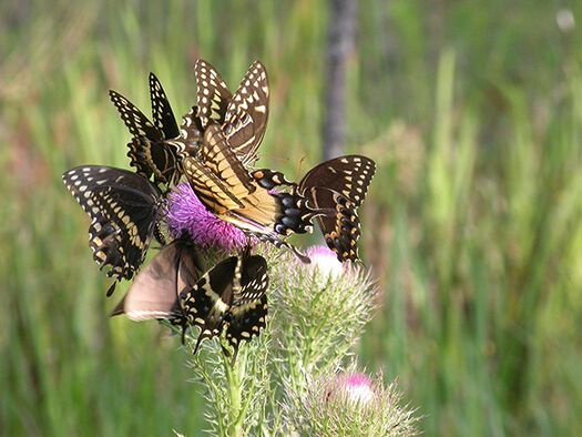 Butterflies Clover