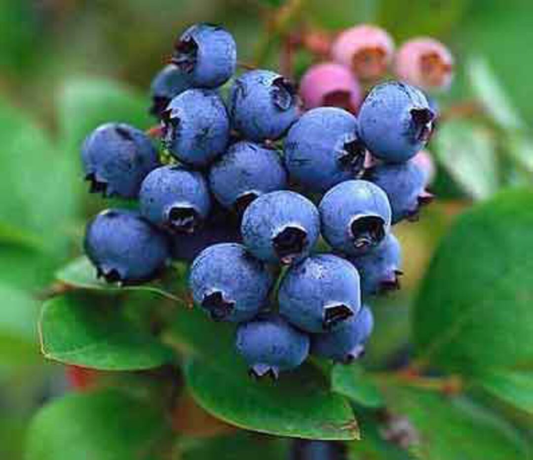 spring lake blueberry farm