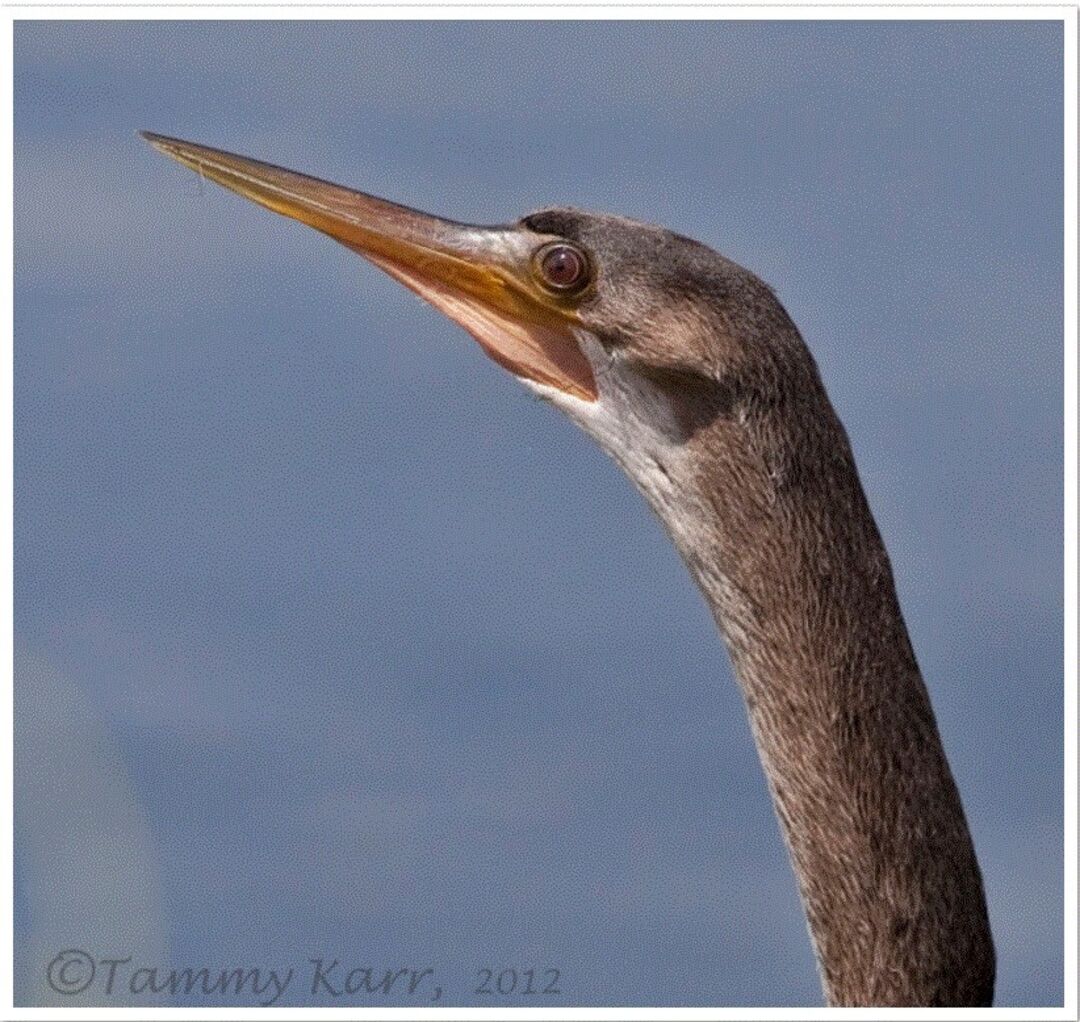 Anhinga from web