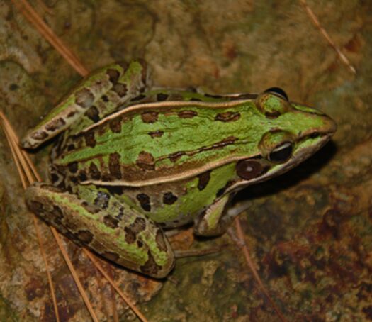 Leopard Frog