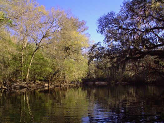 Withlacoochee River Trees