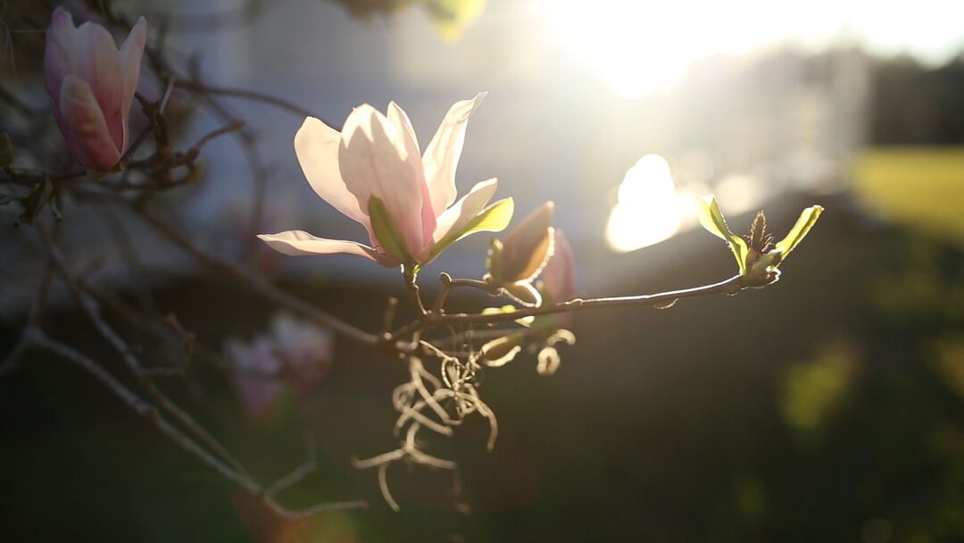 Magnolia