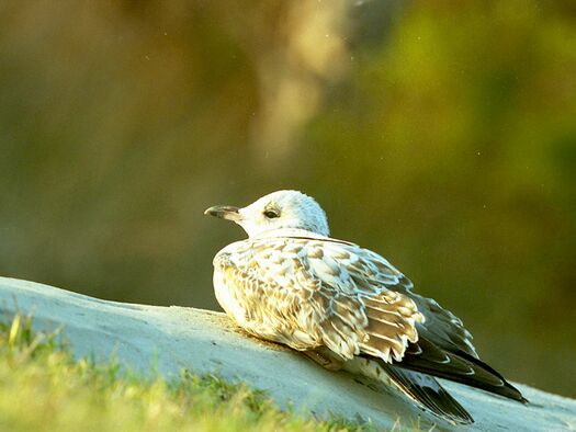 Gull photo 2