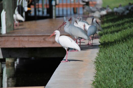 Ibis