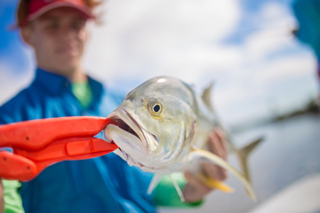 Fish up close