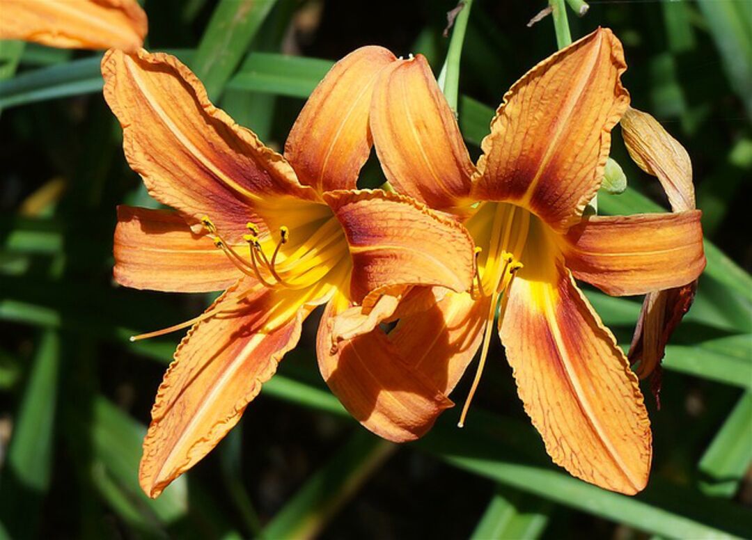 day lilies