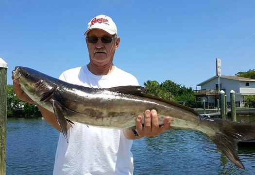 cobia