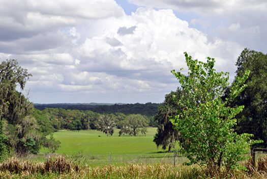 Chinsegut View