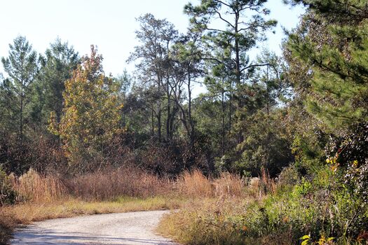 Chassahowitzka WMA Drive