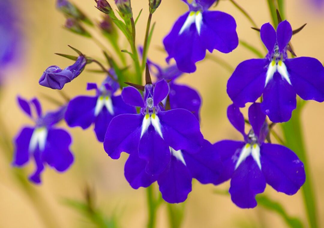 blue salvia