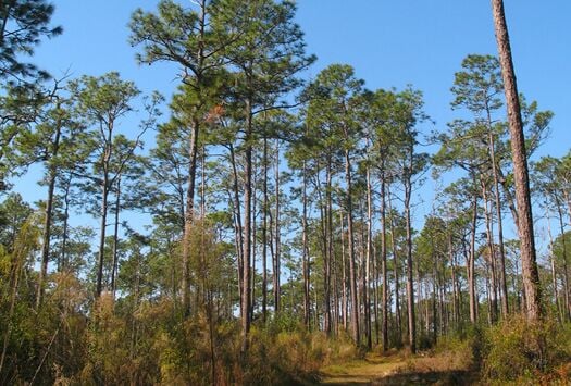 Chinsegut-Big-Pine-Tract-690x466