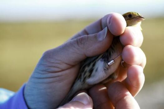 sparrow banding