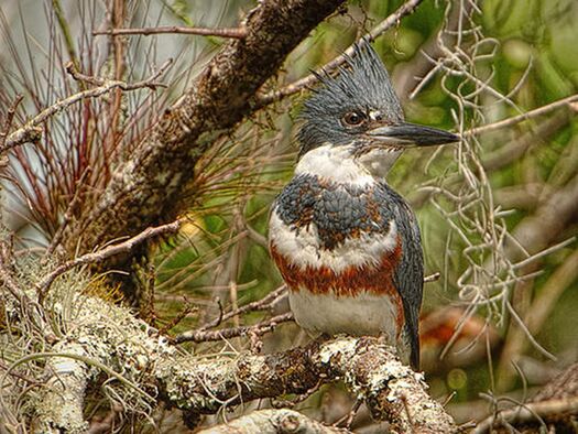 Belted Kingfisher from FL Audubon