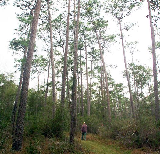 Big Pine trail 2