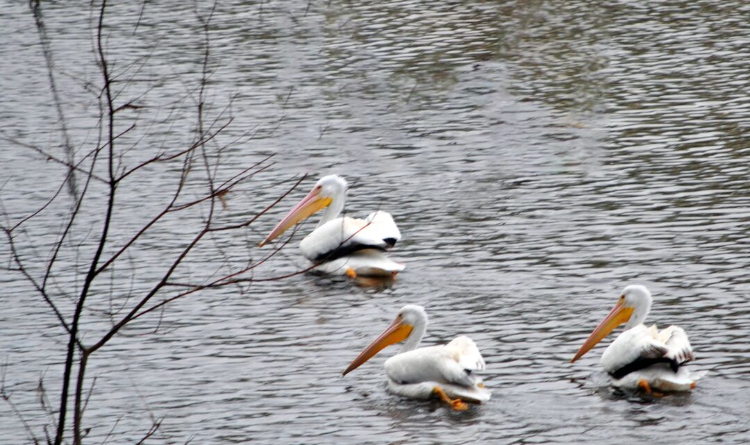 Pelicans 7 Three