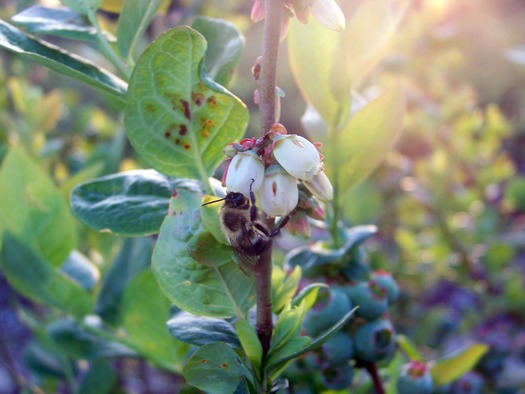 Margo's Blueberry Farm