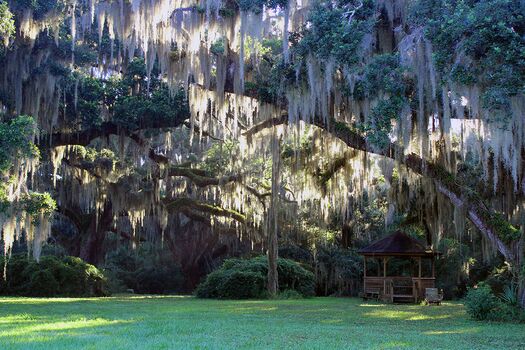 Ancient Oak Spanish Moss