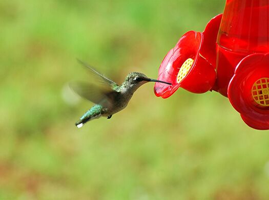 Hummingbird stock