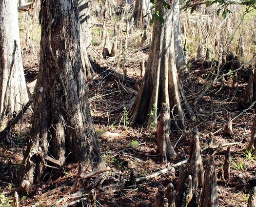 Withlacoochee Cypress Knees